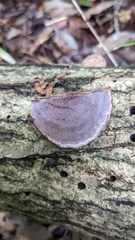 Abundisporus pubertatis