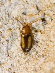 Laemophloeus terminalis