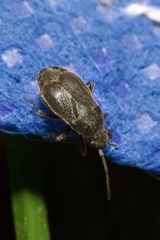 Stygnocoris rusticus