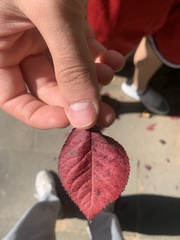 Prunus cerasifera