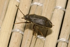 Stygnocoris rusticus