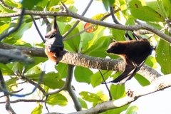 Pteropus hypomelanus