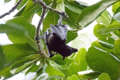 Pteropus hypomelanus