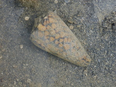 Conus marmoreus