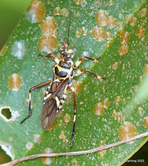 Inara flavopicta