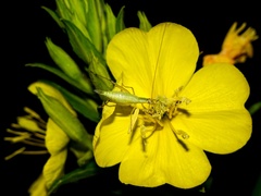 Oecanthus longicauda