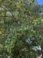 Cotoneaster frigidus