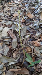 Cymbidium macrorhizon