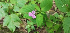 Balsaminaceae