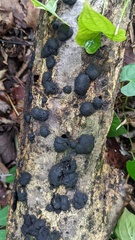 Annulohypoxylon truncatum