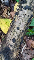 Annulohypoxylon truncatum