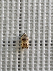 Harmonia axyridis