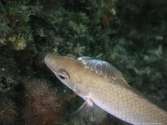Anilocra frontalis