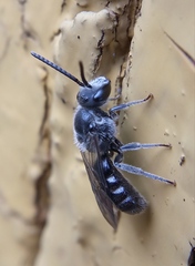 Lasioglossum sexnotatum