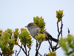 Curruca subcoerulea subcoerulea