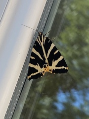 Euplagia quadripunctaria