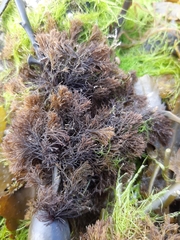 Vertebrata lanosa