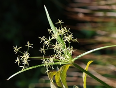 Cyperus malaccensis malaccensis
