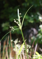 Cyperus malaccensis malaccensis