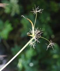 Cyperus malaccensis malaccensis