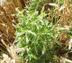 Cirsium arvense arvense