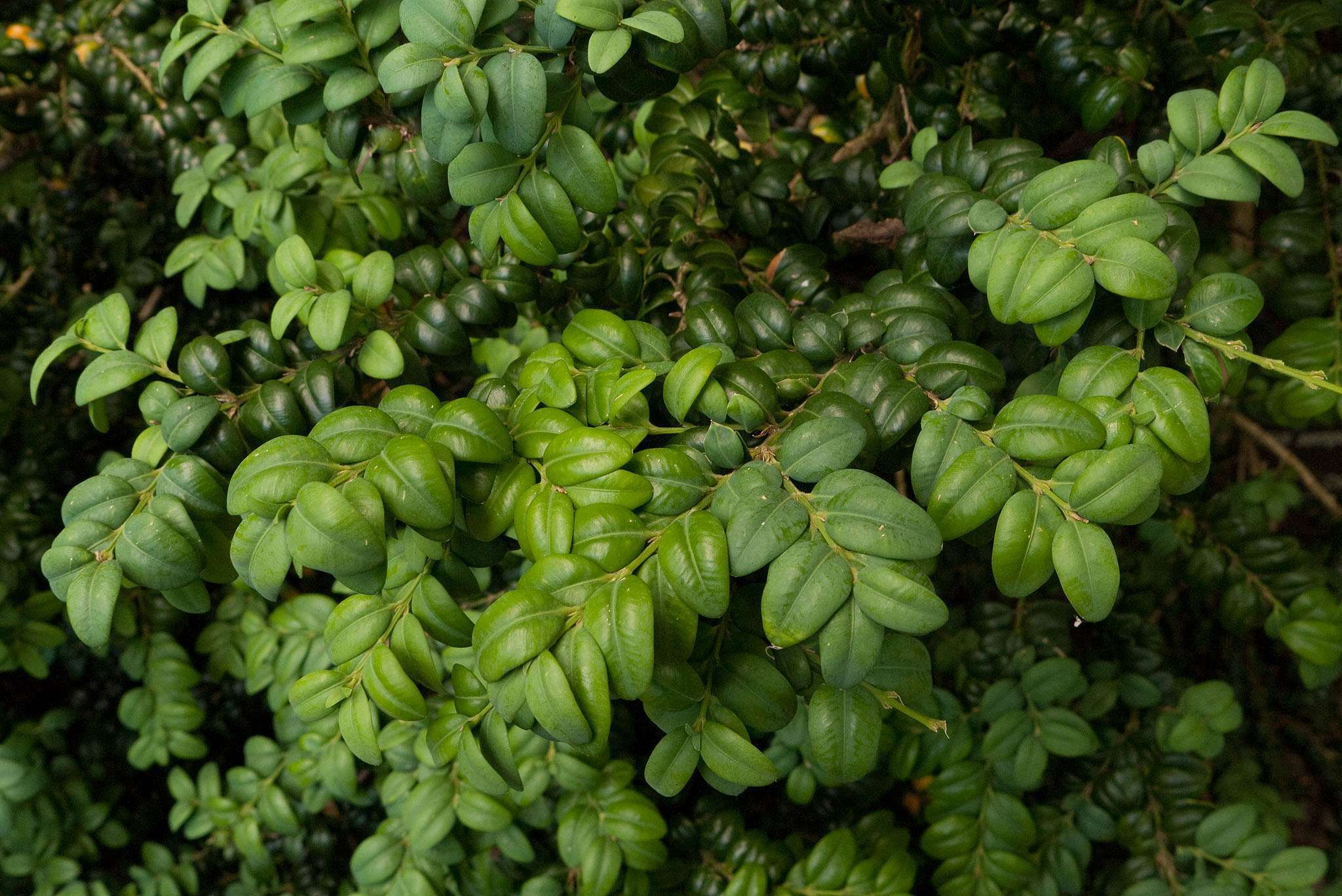 Buxus