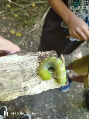 Sphinx ligustri