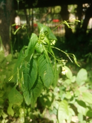 Impatiens parviflora