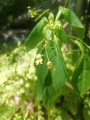 Impatiens parviflora