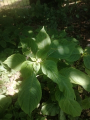 Impatiens parviflora