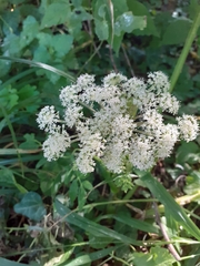 Peucedanum ostruthium