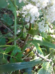 Peucedanum ostruthium