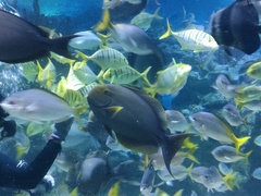 Xanthichthys auromarginatus