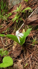 Roscoea forrestii