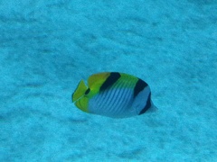 Chaetodon