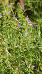 Limnophila chinensis
