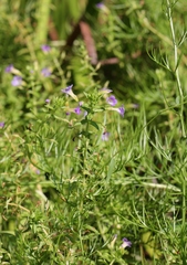 Limnophila chinensis