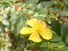 Hypericum subalatum