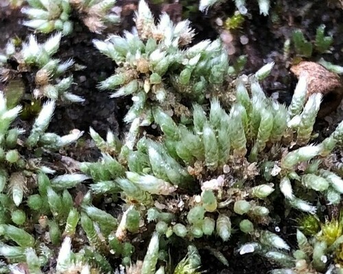 Bryum argenteum