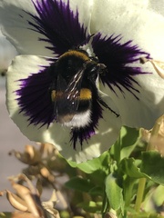 Bombus