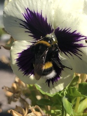 Bombus