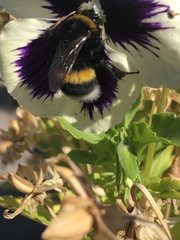 Bombus