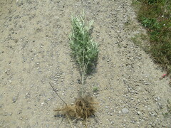 Artemisia leucophylla