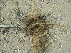 Artemisia leucophylla