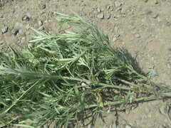 Artemisia leucophylla