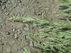 Artemisia leucophylla