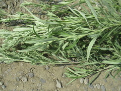 Artemisia leucophylla