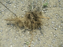 Artemisia leucophylla