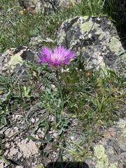 Psephellus caucasicus