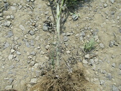 Artemisia leucophylla